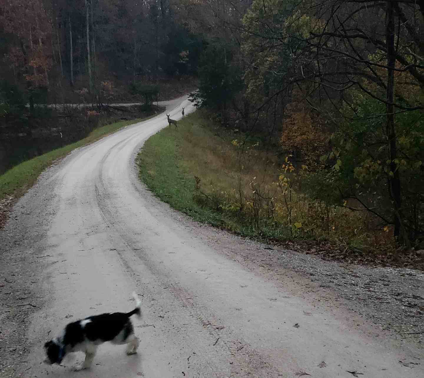 2020-10-27 2 deer and a dog.jpg